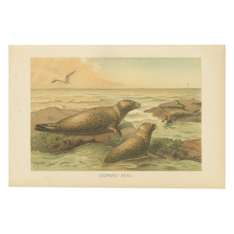Leopard Seal, Antique Marine Mammal Chromolithograph, 1894