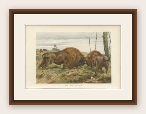 European Bison, Antique Wildlife Chromolithograph after Kuhnert, 1894, shown framed
