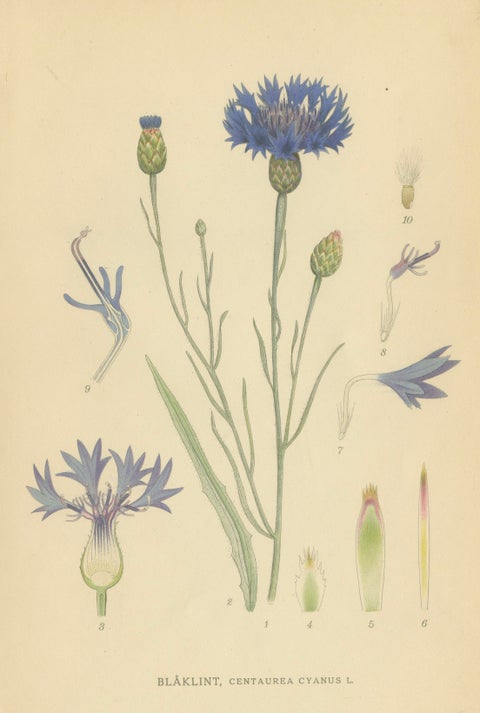 Cornflower Botanical Study, Centaurea Cyanus, Carl Lindman, c.1905, close-up 1