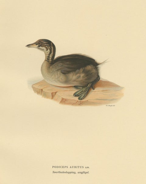 Antique Bird Print of a Young Horned Grebe by Von Wright, 1929, view 3