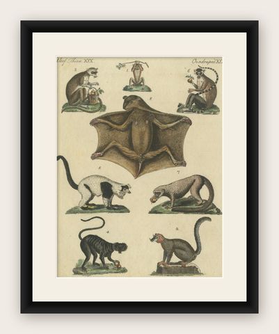 Antique Hand-colored Engraving of Lemurs and Flying Mammals, c.1800, shown framed