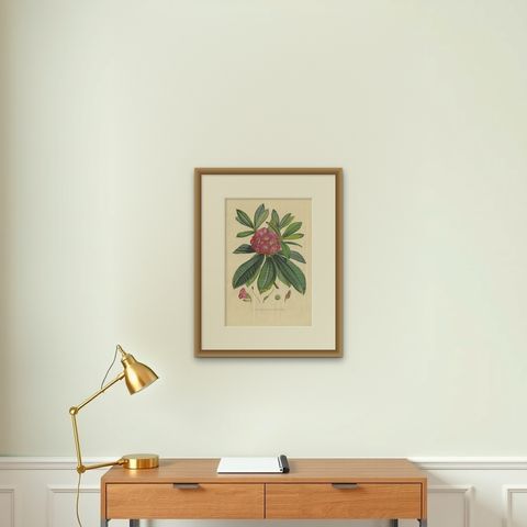 Antique Botany Print of the Rhododendron Barbatum by Van Houtte, 1849, shown framed on a wall