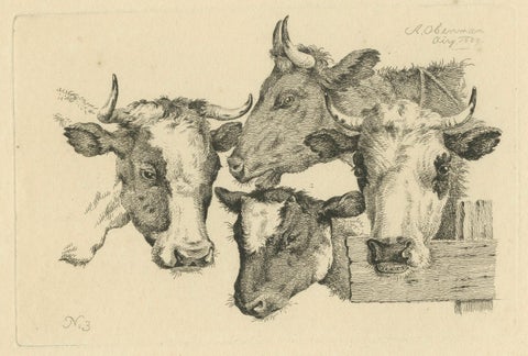 Etching of Four Cow Heads: Detailed Farm Animal Study by Oberman, 1809, close-up 6