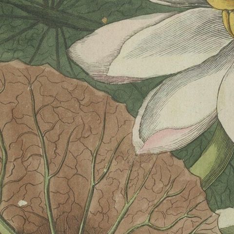 Elegant Water Lily Illustration: Handcolored Engraving from Bertuch, 1805, close-up 5