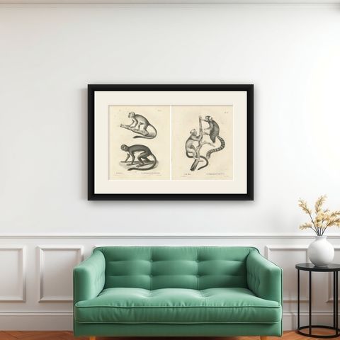 Saimiri, Night Monkey, Mico & Silky Monkey, Lithographs by C.C. Last, 1836, shown framed on a wall