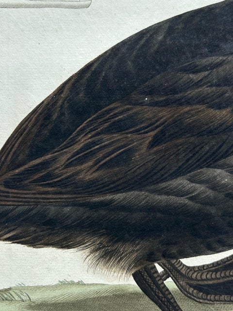 Common Scoter, Antique Bird Print ‘Anas Nigra’ by Nozeman & Sepp, 1770, view 9