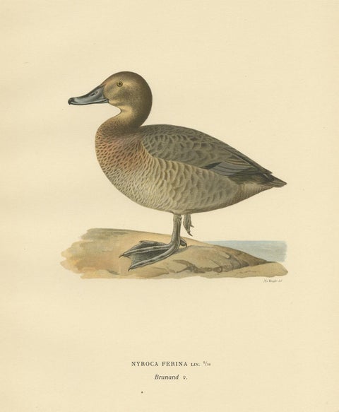 Antique Bird Print of the Female Common Pochard by Von Wright, 1929, view 3