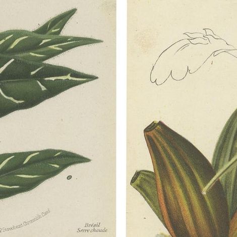 Set of 4 Antique Botany Prints, Ornithocephalus Grandiflorus 'c.1880', close-up 1