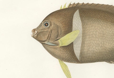 Antique Print of the King Angelfish, Hand-Colored French Lithograph, 1845, close-up 2