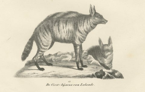 19th-Century Lithograph of the Cape Meerkat and Lalande’s Civet Hyena, close-up 4