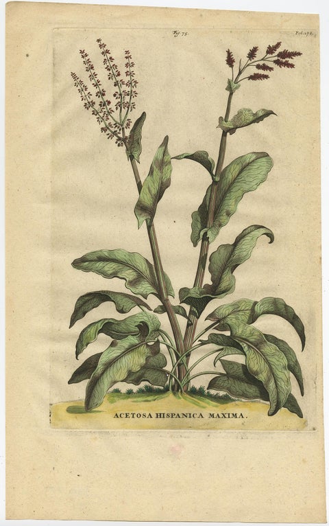 Botanical Illustration of Large Spanish Sorrel (Acetosa Hispanica Maxima), 1696, view 2
