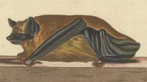 Elegance in Shadow: The Asian Parti-Colored Bat Engraved, 1775, close-up 2