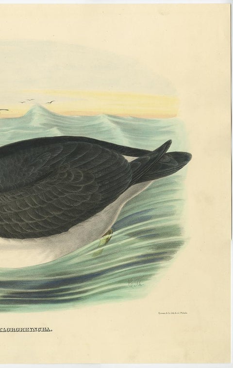Antique Bird Print of a Yellow-Nosed Albatros Made After D.G. Elliot, 1869, view 3
