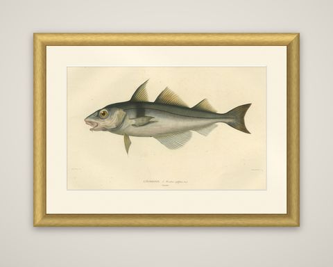 Antique Ichthyology Print, Haddock (L’Égrefin) from Gaimard Voyage, 1842, shown framed