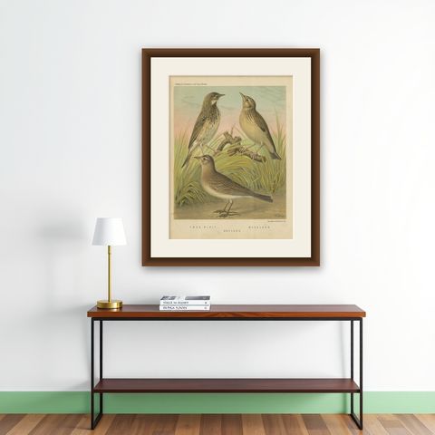 Antique Bird Print of the Tree Pipit, Skylark and Woodlark 'circa 1880', shown framed on a wall