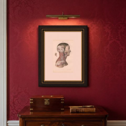 Superficial Nerves of the Face and Neck, Antique Hirschfeld Anatomy Print, 1866, shown framed on a wall