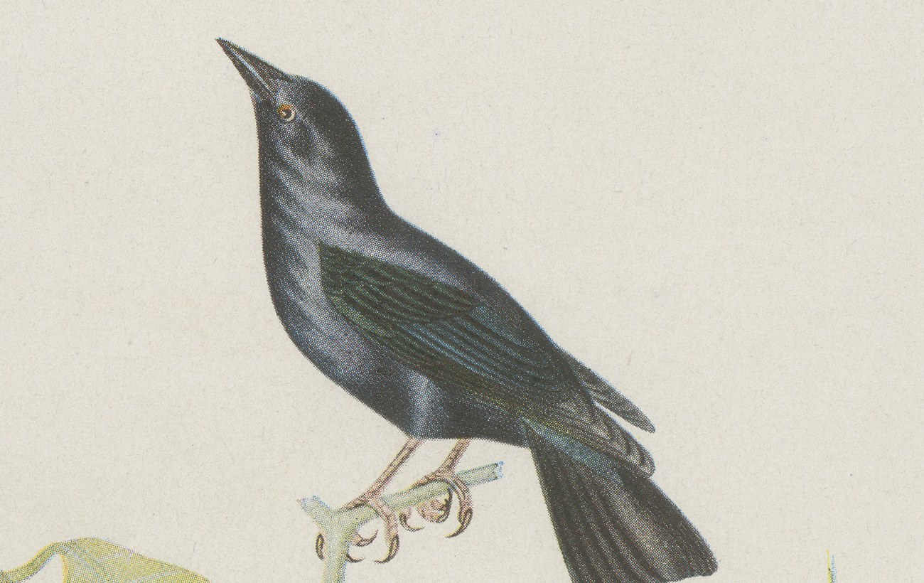 Blackbirds and Marsh Birds, Brazilian Bird Print, Descourtilz, 1944, view 3