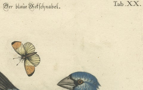 Exotic Blue Grosbeak of Angola: An 18th-Century Hand-Colored Engraving, close-up 1