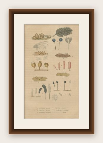 Fungal Forms: Illustrations of Mycological Diversity, 1845, shown framed