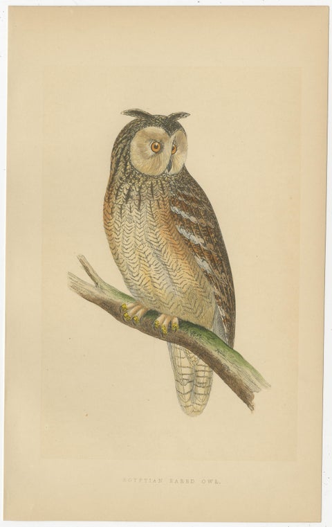 Set of 4 Antique Bird Prints of Two Owls, a Black Jackdaw and Their Eggs, view 3