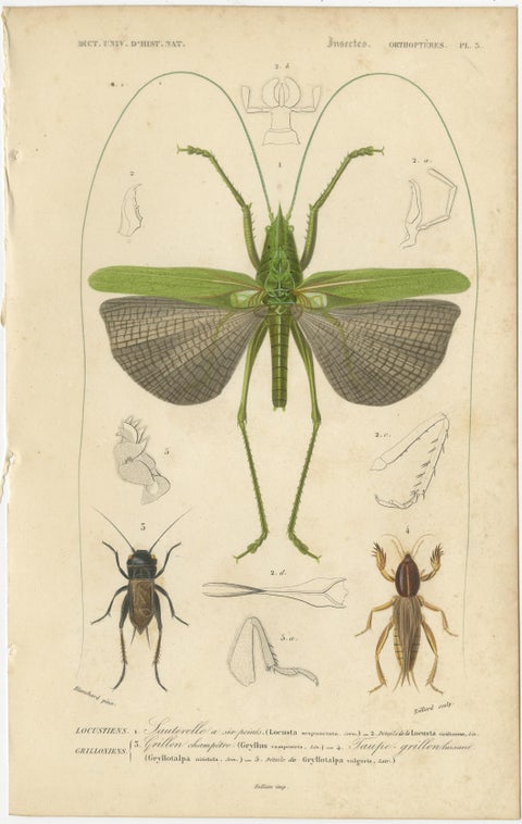 Antique Orthoptères Pair, Grasshoppers & Locusts, Elegant French Prints, 1800, view 3