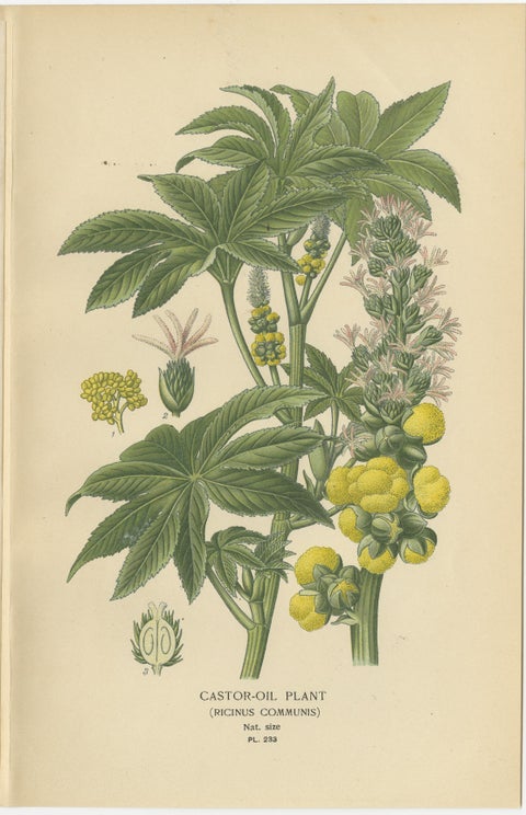 1897 Botanical Print, Castor-Oil Plant (Ricinus Communis), view 3