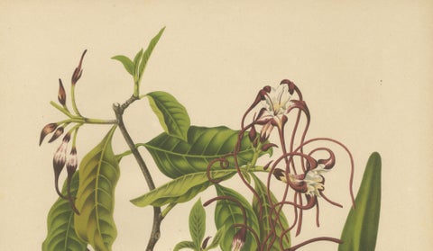 Original Antique Botanical Chromolithograph of Poison Arrow Vine, c.1880, close-up 2