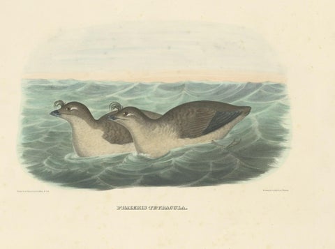 Rare Original Old Bird Print Depicting the Pacific Dovekie, 1869, close-up 1