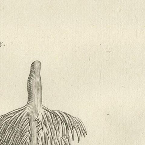 Antique Print of the Bill of an Ibis Bird by Shaw, 1773, close-up 2