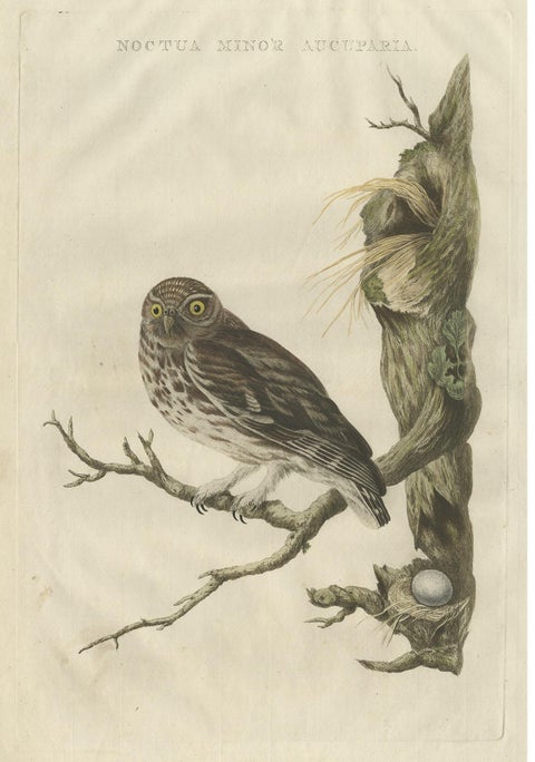 Little Owl, Hand-Colored Dutch Bird Print by Sepp & Nozeman, 1770, view 2
