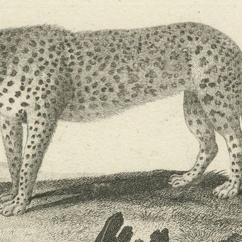Antique Engraving of a Leopard, Drawn by Ihle and Engraved by Bock, c.1800, close-up 6