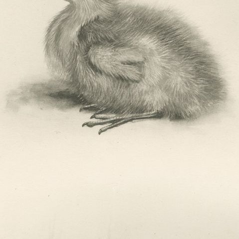 Young Night Heron, Antique Bird Print after Lilian Medland, circa 1909, close-up 3
