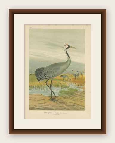 Antique Bird Print of the Common Crane by Naumann, circa 1895, shown framed