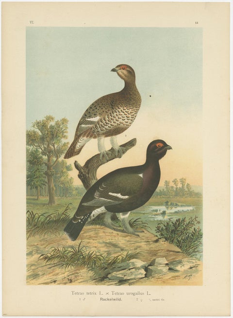 Antique Bird Print of the Black Grouse 'Hybrid' by Naumann, circa 1895, view 3