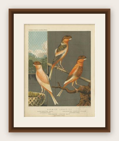Antique Bird Print of the Norwich Canaries Dark-Crested Buff and Others, shown framed