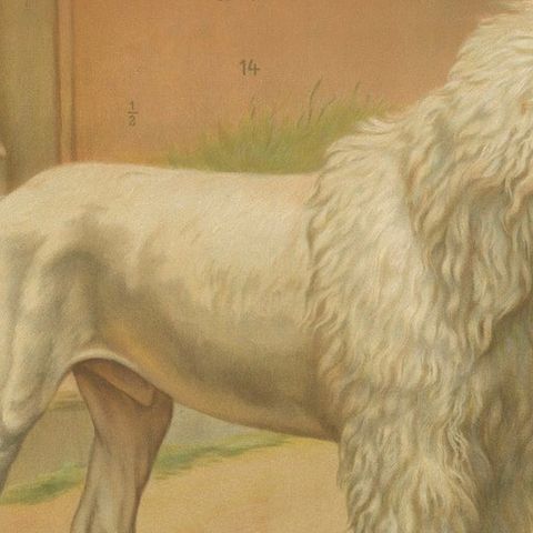 Poodle and Hound, Large Antique Dog Poster by Briedwiser, c.1880, close-up 5
