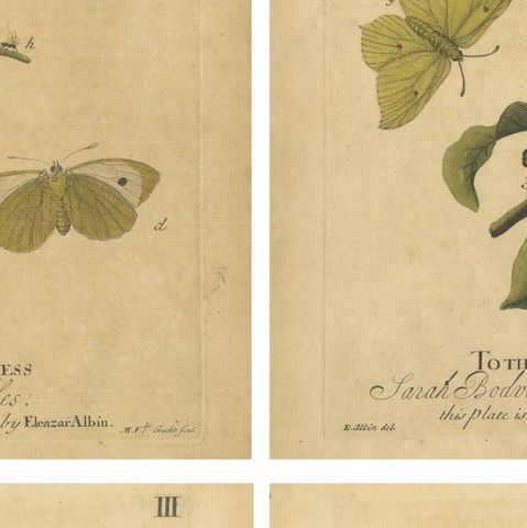 Early English Butterflies, Large White, Peacock & Red Admiral, Albin 1720, close-up 2