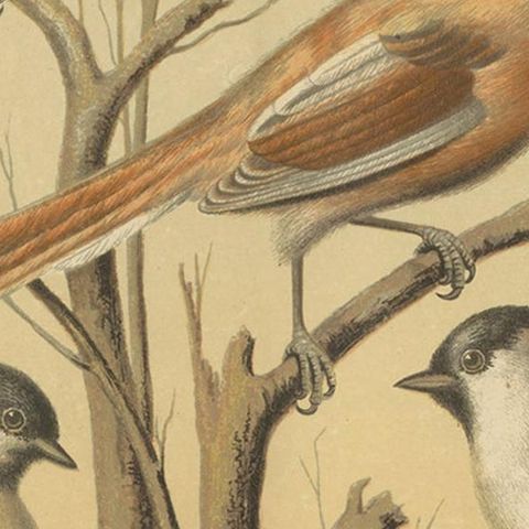 Antique Bird Print of the Eurasian Blue Tit, Bearded Titmouse and Others, close-up 2