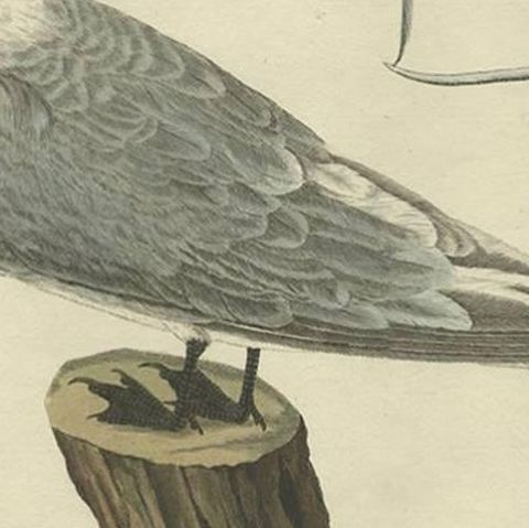 Sandwich Tern, Sterna Cantiaca, Antique Hand-Coloured Bird Print, c.1829, close-up 1