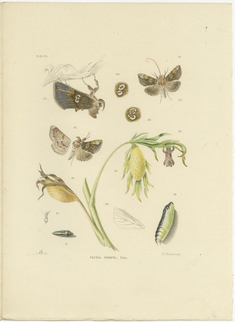 Antique Dutch Plusia Moneta Moth Diptych, Hand-Colored by Sepp & Brants, 1908, view 2