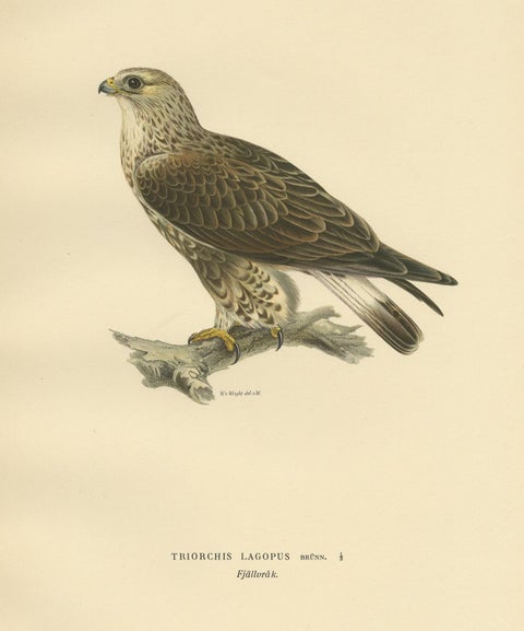 Antique Bird Print of the Rough-Legged Hawk, '1929', view 4