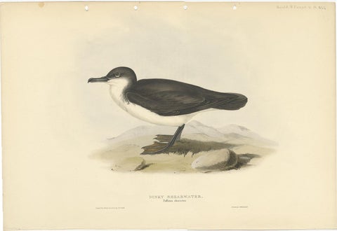 Dusky Shearwater, Antique Bird Lithograph by John Gould, c.1832, view 2