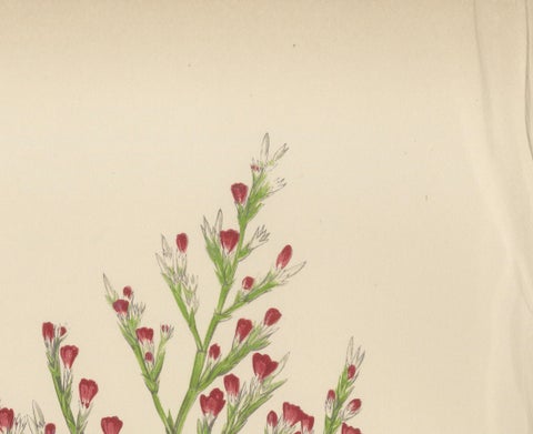 Alpine Botanical Lithograph of Dwarf Hoary Sea-lavender, 1874, close-up 1