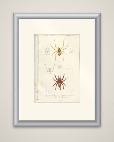 Antique Print of the Black Tunnelweb Spider and Spitting Spider, shown framed
