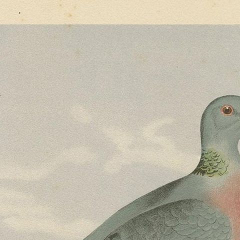 Antique Bird Print of the Stock Dove by Naumann, circa 1895, close-up 1