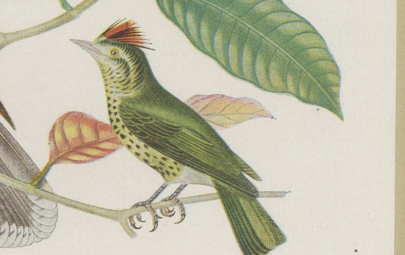 Blackbirds and Marsh Birds, Brazilian Bird Print, Descourtilz, 1944, view 5