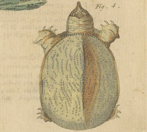 Antique Handcolored Engraving of Turtles and Tortoises, c.1800, close-up 1