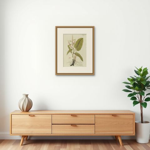 Broad-Leaved Dock, Medicinal Plant Engraving from Plenck, Vienna c.1788, shown framed on a wall