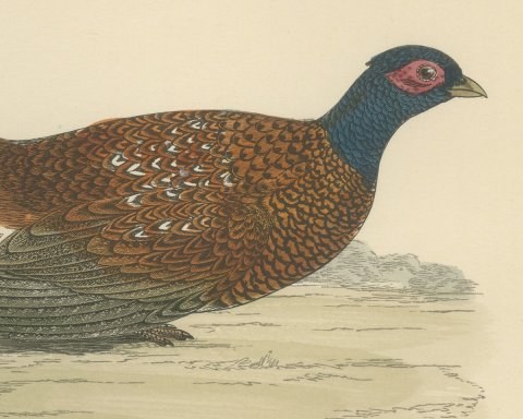 Pheasant in an Open Field with Trees, Hand Colored Game Bird Print, 1896, close-up 1