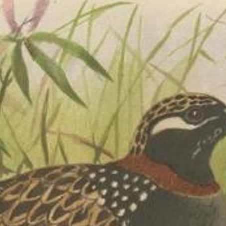 Antique Bird Print of the Black Partridge by Hume & Marshall, 1879, close-up 1
